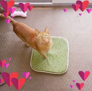 Meet your Posher, Kim